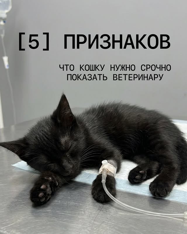 Stark - ветеринарная клиника и груминг