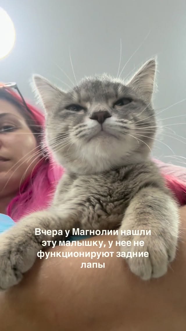 Юлия Коростелёва - ветеринар на дом
