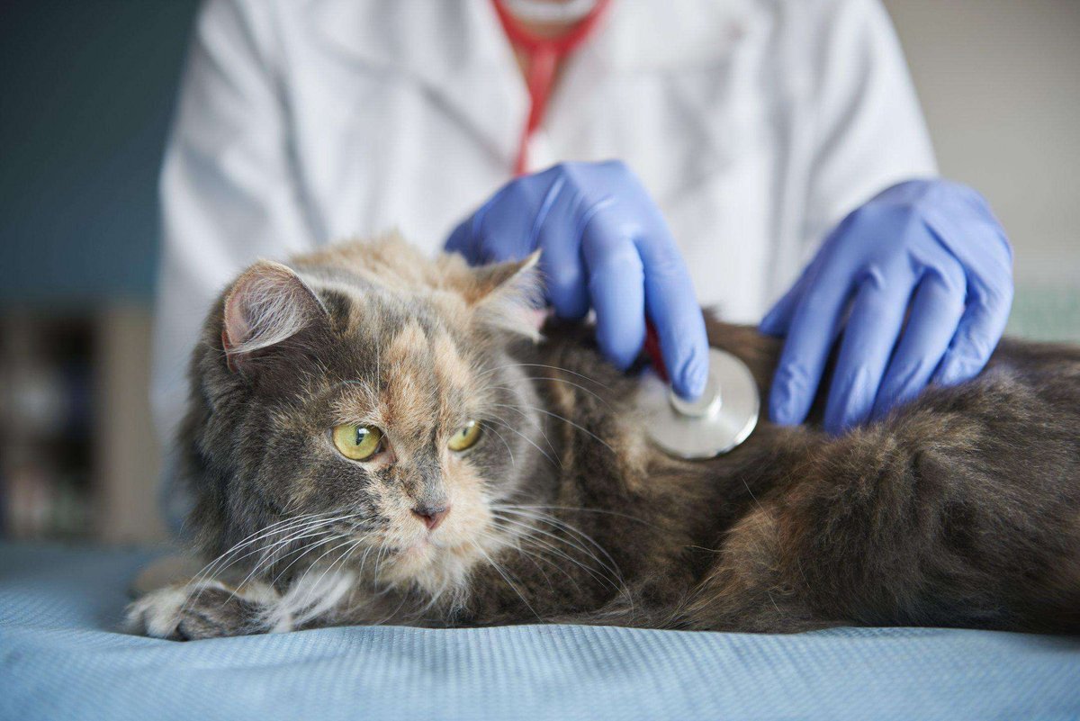 Vet Office - ветеринарный кабинет