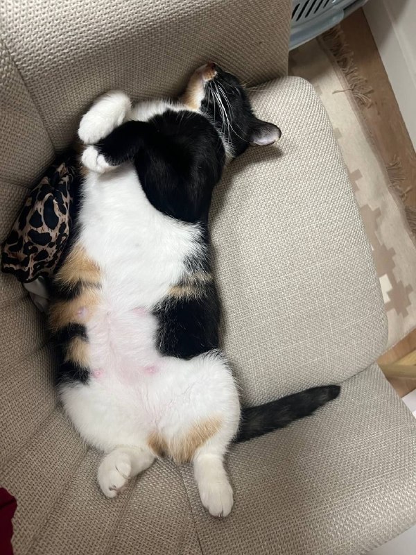 Лина - котоняня