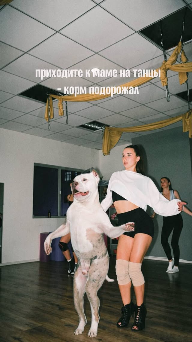 BackFam - школа танцев и фитнеса