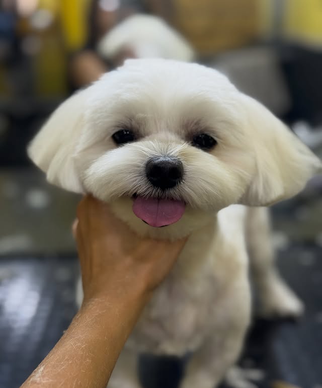 Vipet Groom - груминг