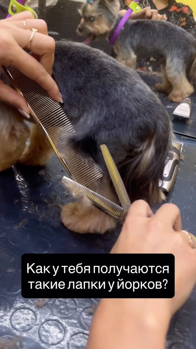 Vipet Groom - груминг