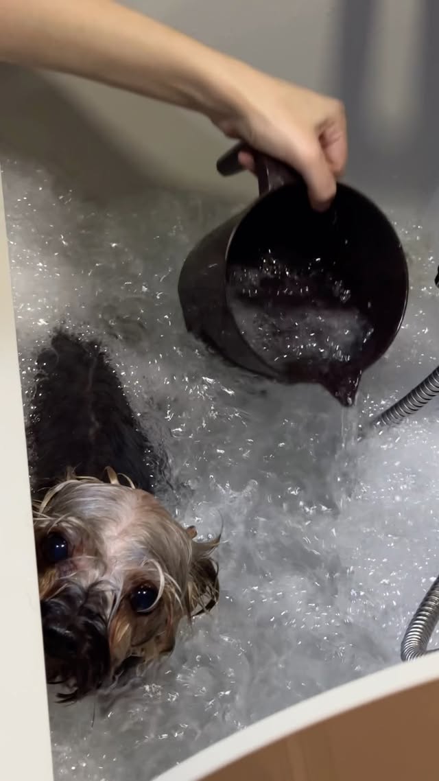 Vipet Groom - груминг