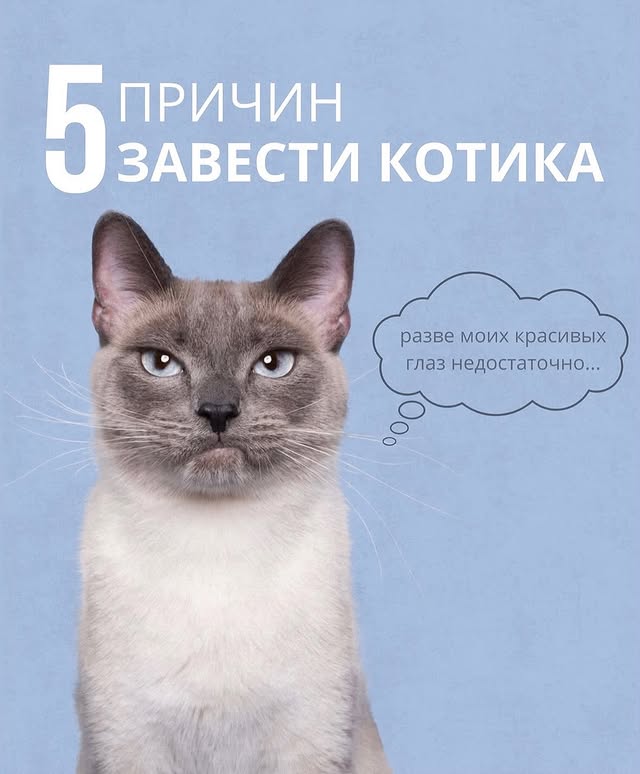 Евроветсервис - ветклиника и груминг
