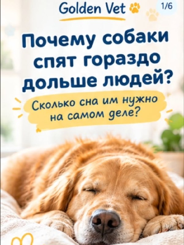 Golden Vet - ветеринарная клиника